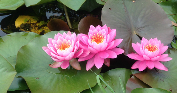 Pink Lily, Hybrid Lotus (Pink, light Lavender) - Plant